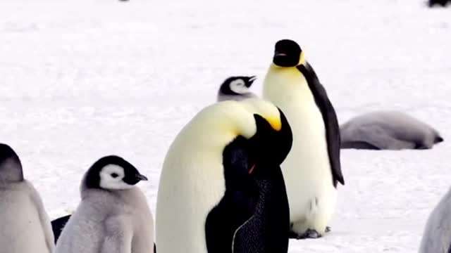 Penguin family