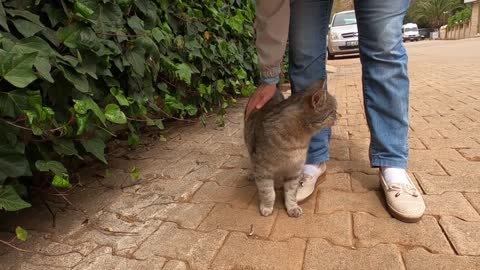 Grey cat that started to meow when she saw the food was very hungry