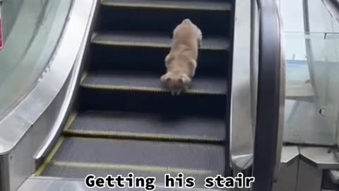 Getting his stair workout in