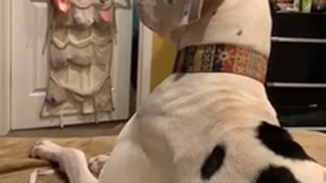 Great Dane watches TV, delivers hilariously cute head tilts