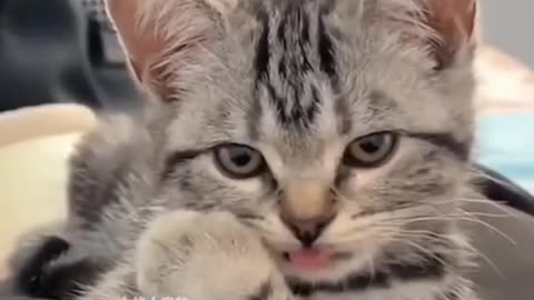 Cute cat moments