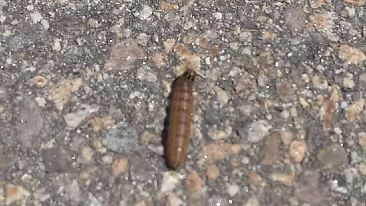 Bronzed Cutworm Moth