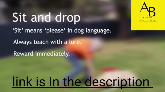 Teach your dog" how to sit properly?"