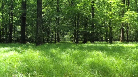Green forest