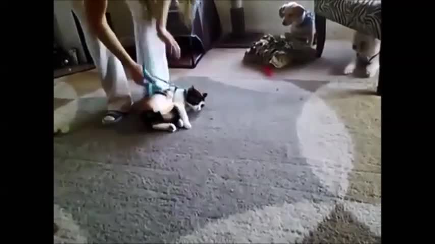 Animal jokes when they are lazy