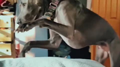 That Great DaneAlarm Clock