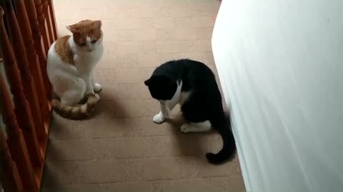 Cat Fight