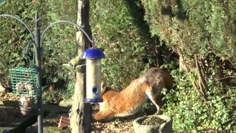 fox and cat playing together