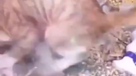 Mouse catch a cat