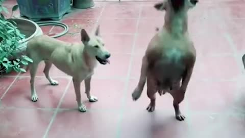 funny cat & dog