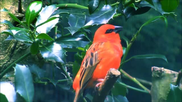 Red Fody Singing