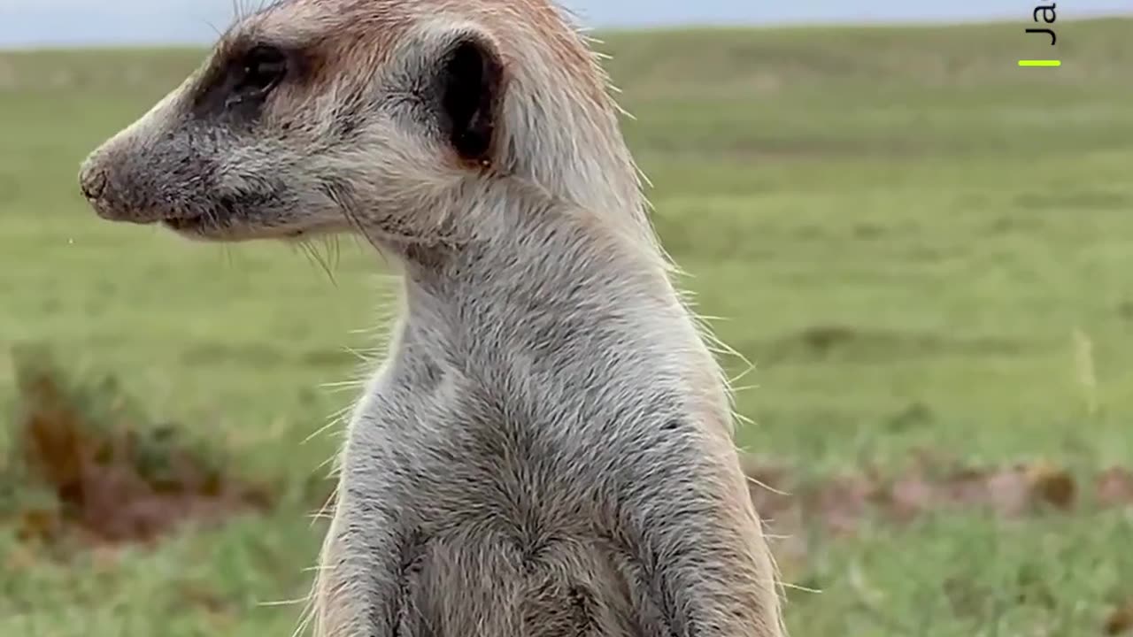 A meerkat mother-to-be 💚 #Shorts #Meerkat #Nature