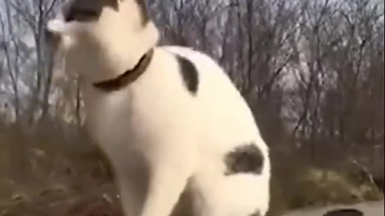 the most funny skating cat