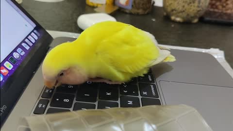 The cute parrot knocks the keyboard