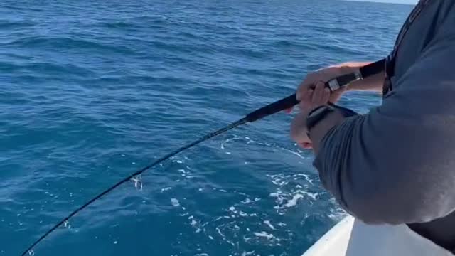 Howtoturnabaitfishintoabigfish