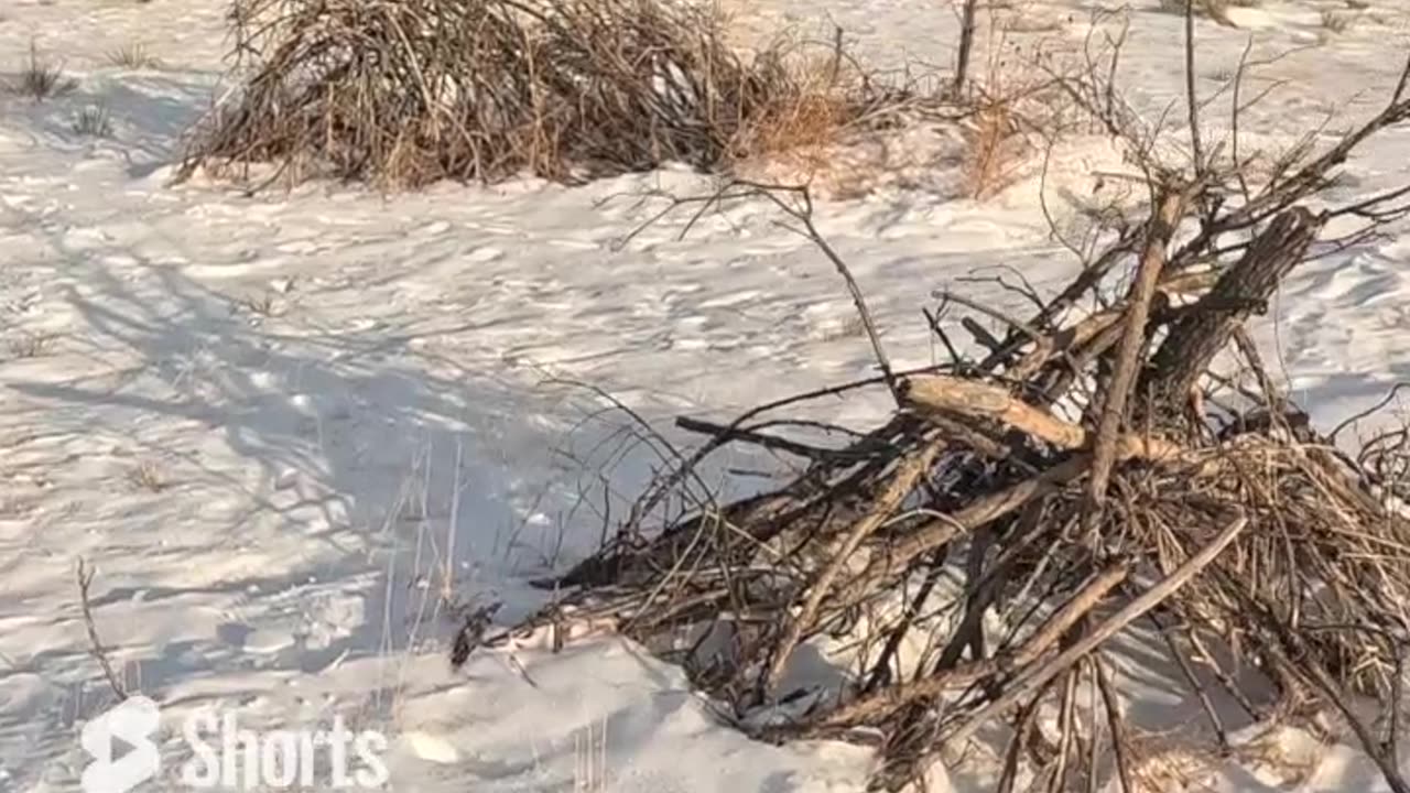 Colorado Pheasant Hunt in the Snow 23E23