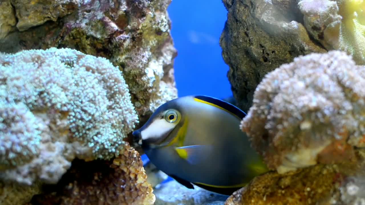 Blue Tang