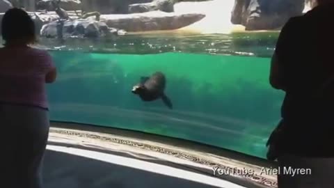 The Moment Adorable sea lion shows concern when little girl trips.