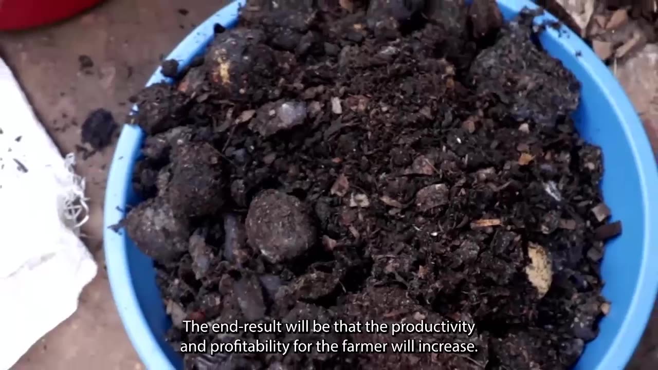 Rwandan farmers feed pigs and poultry with black soldier flies