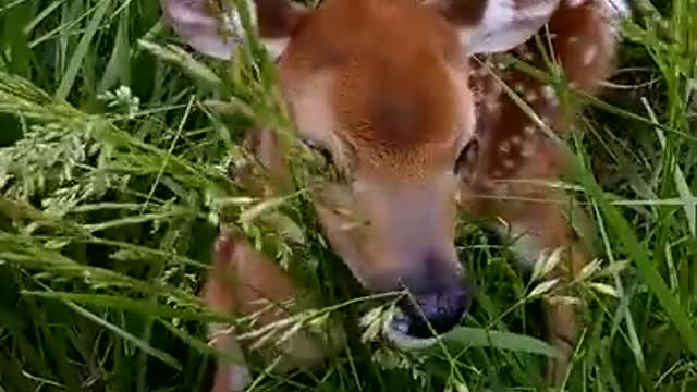 Baby deer🦌 rescue Peoria highway