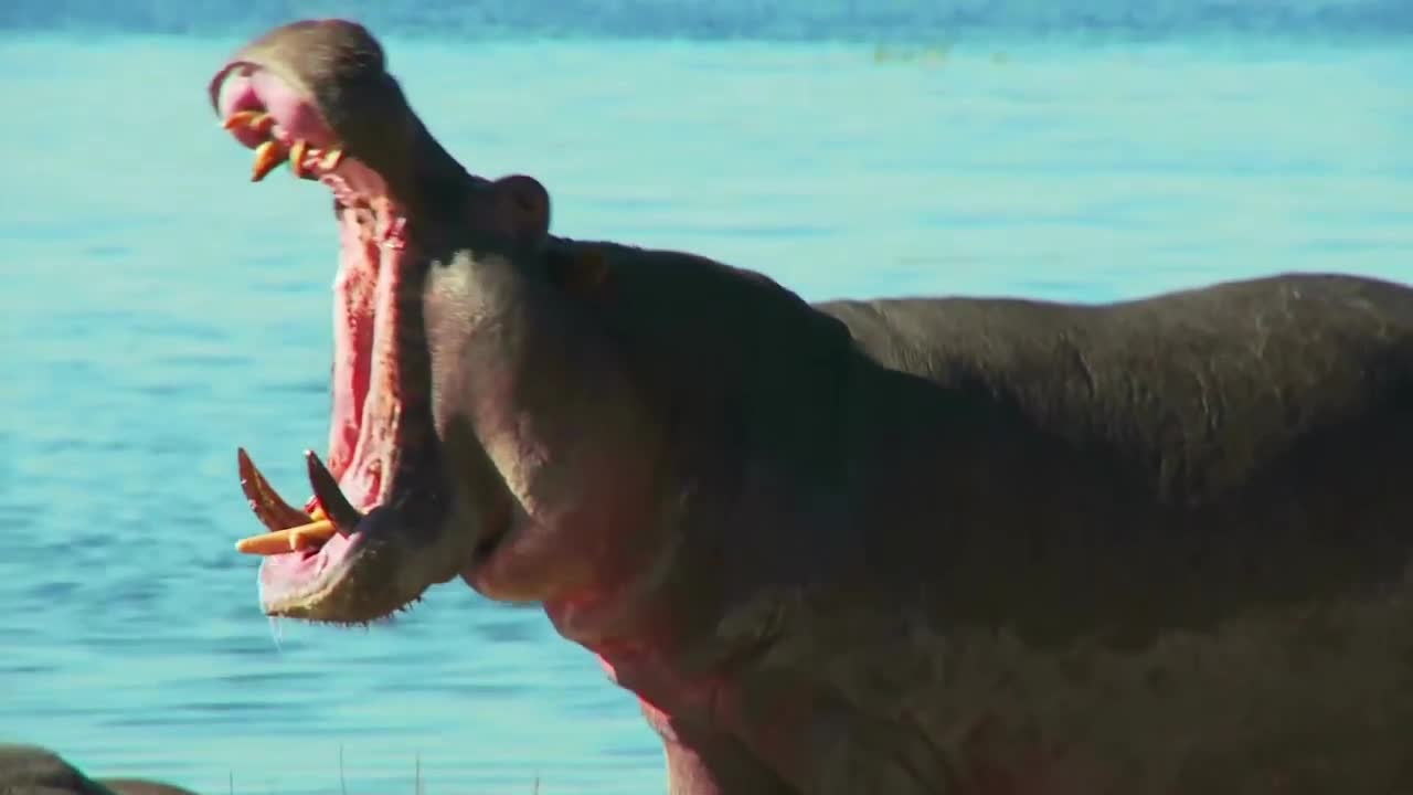 Hippopotamus open his large mouth...