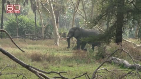 Return to Gorongosa | Sunday on 60 Minutes