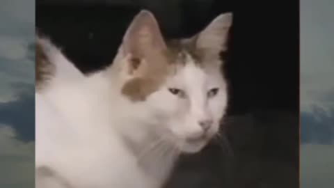 Chinese cat meme