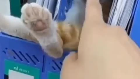 Cute and funny cat video.