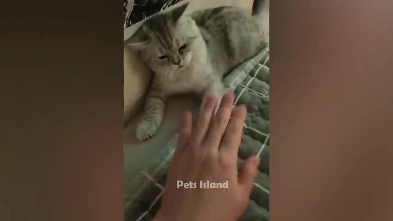 🔥Most Trending Animal Videos - Funniest Cats and Dogs 2023