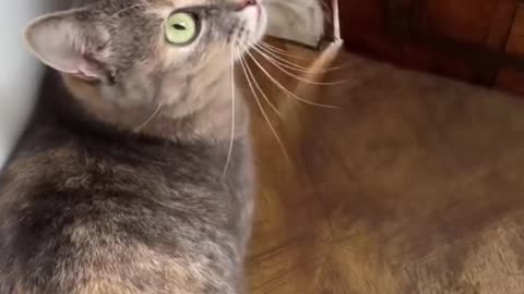 Sounds that attract cats