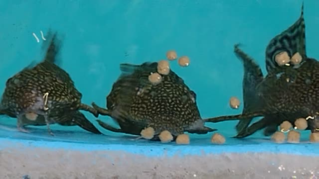 fish eating food