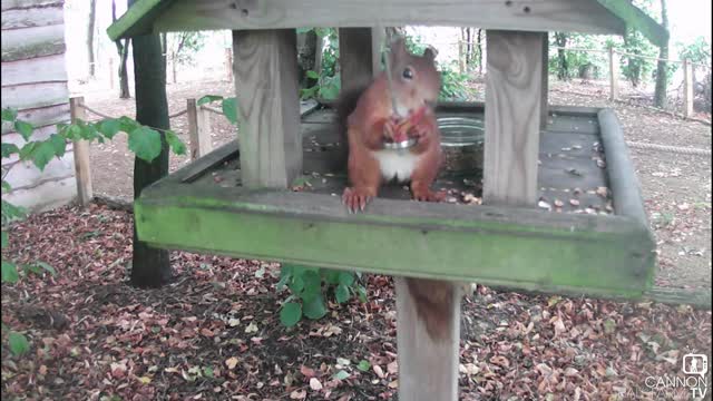 Animal Cam Ginger and Elder -