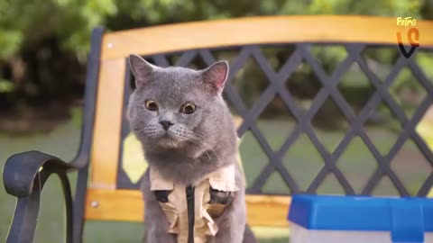 Funny animal and cat and dog 🐕🐶