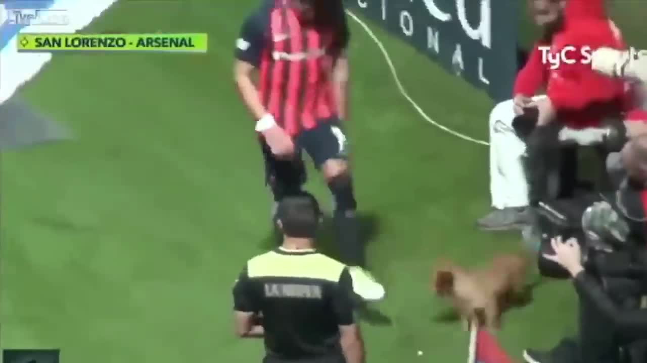 Craziest "Animal Interference" Moments in Sports History