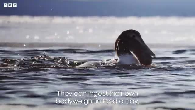 Eider Ducks Fight To he Scenes of Frozen Planet II - BBC Earth_Cut