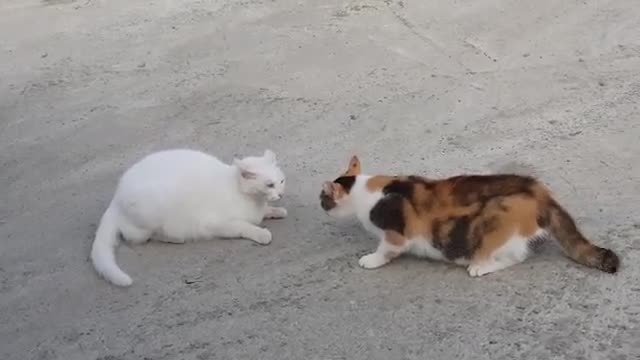 Funny cat vs cat