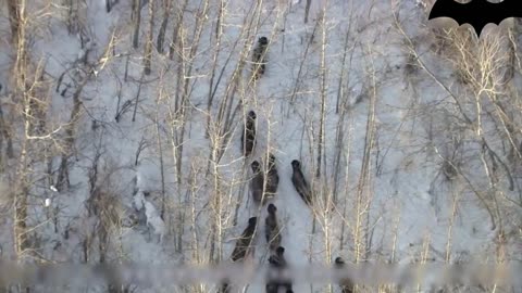 Wolves Hunt Bison Brutal Herd Shock