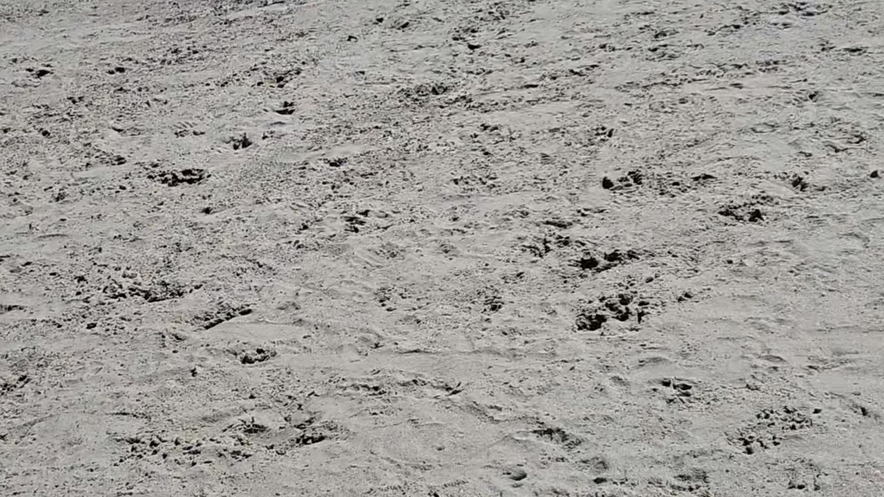 Finn at Dog Beach, San Diego