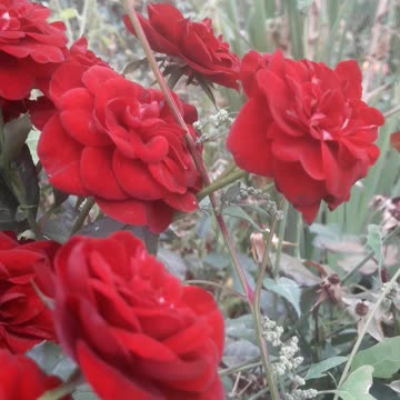 Red rose bush