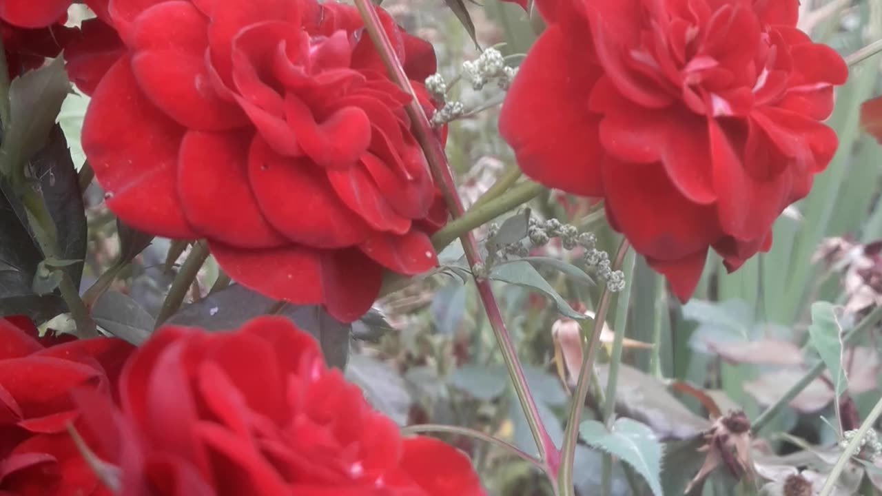 Red rose bush