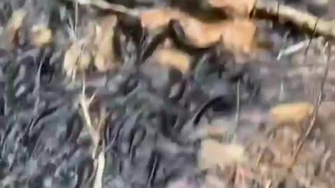 This is a beautiful and charming water-dwelling species