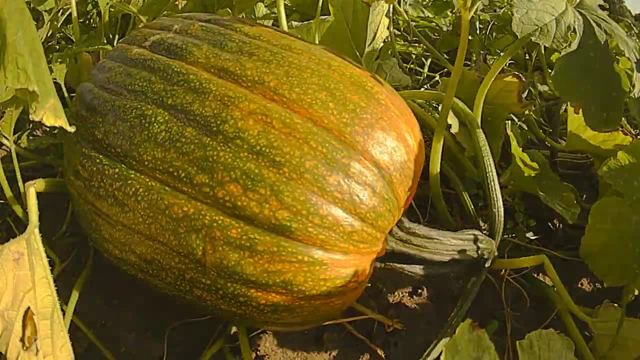 TIMELAPSE _ Pumpkin getting ready for Halloween