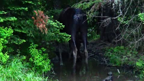 Moose