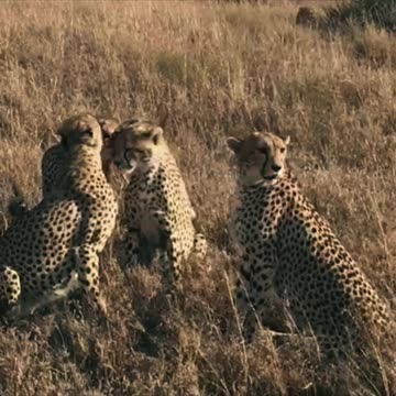 Cheeta Be Like Chilling With My Friends