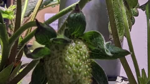 Hydroponic Strawberries Crown to Fruit