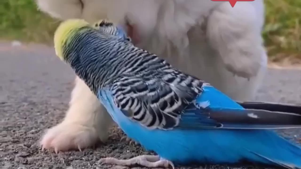 BABY DOG VS PARROT 🦜🦜🦜