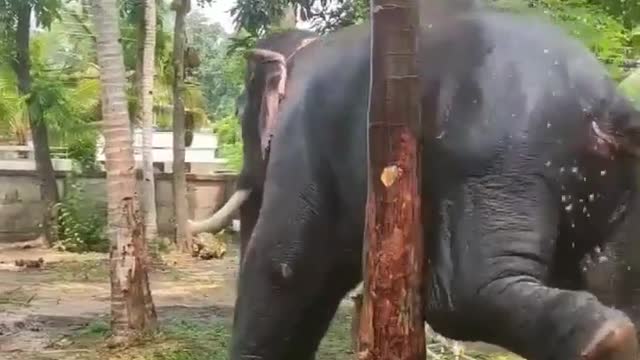 Elephant Bathing