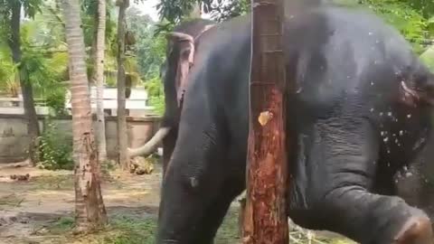 Elephant Bathing