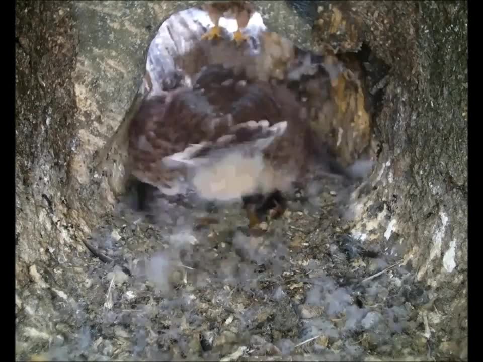 Just one kestrel chick left to feed now