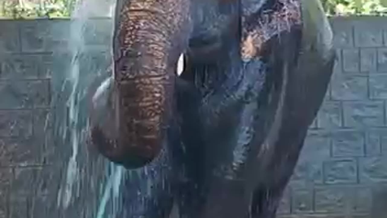 The elephant is bathing with a water hose